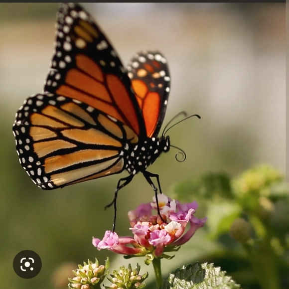 Meet your Posher, Skylee - Picture 1 of 1